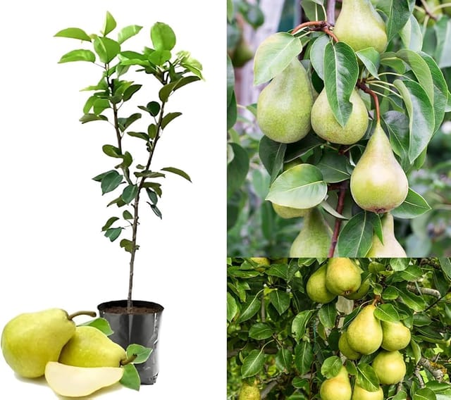 Pear Fruit Sapling Live Plant