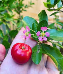Barbados Cherry Fruiting Live Plant