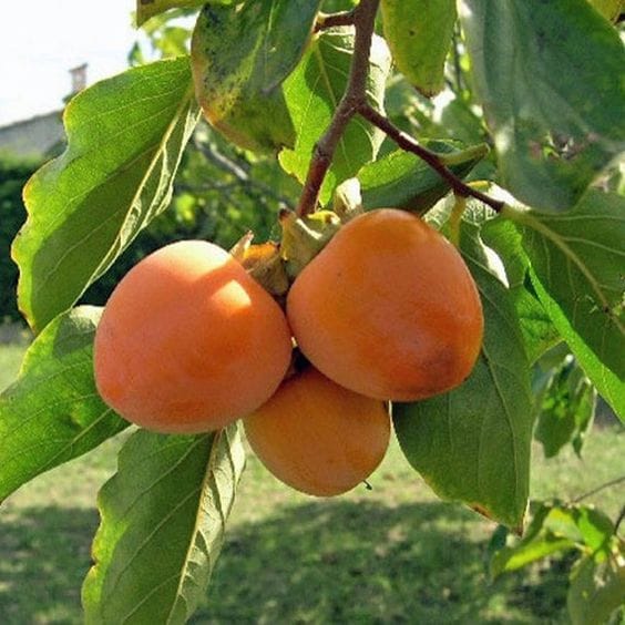 Persimmon Fruiting Live Plant