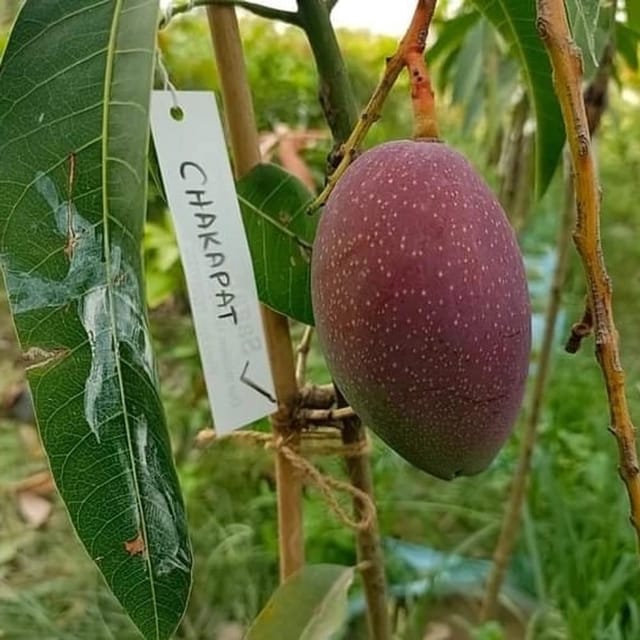 Chakkapat Mango Grafted Live Plant For Garden