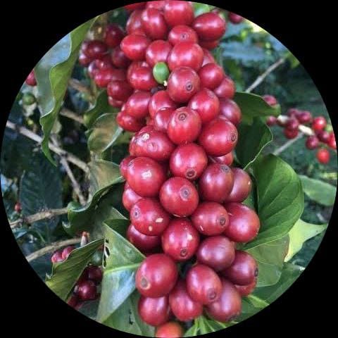 Coffee Berry Fruiting Live Plant