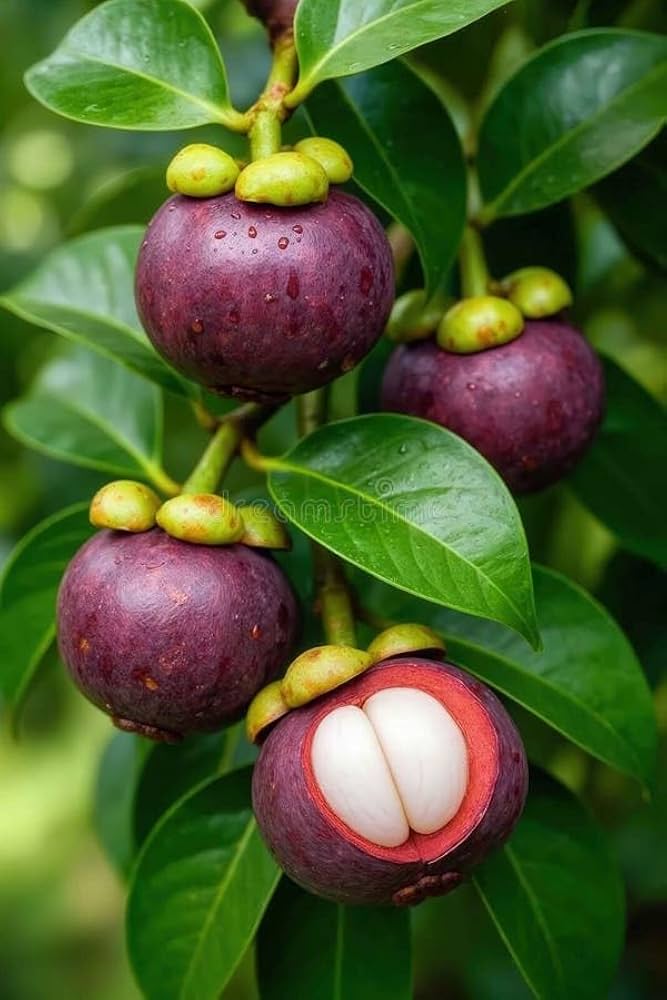Mangosteen Fruit Plant Sapling In Grow Bag