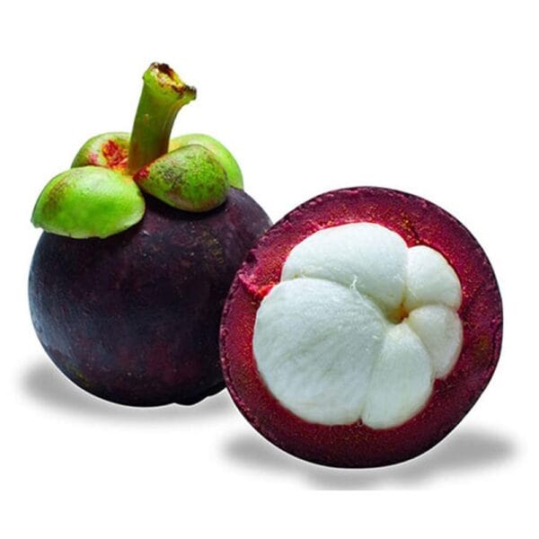 Mangosteen Fruit Plant Sapling In Grow Bag