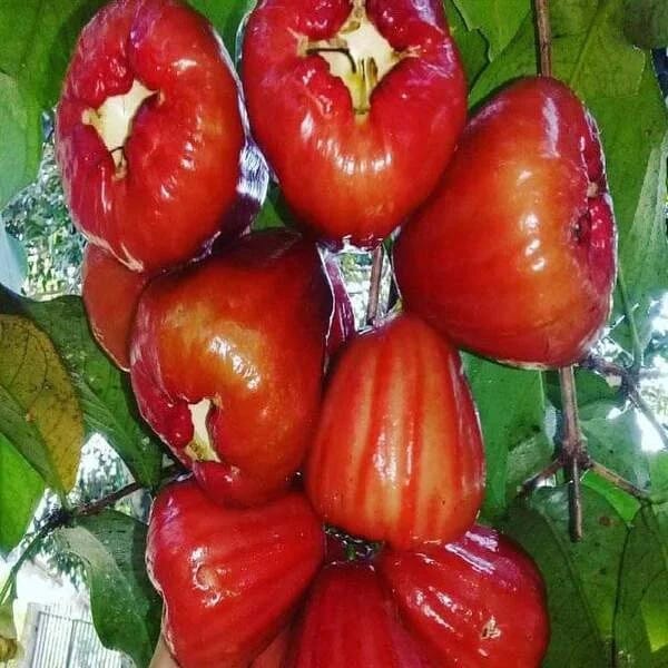 Dalhari Red Wax Apple Fruiting Live Plant