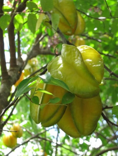 Thai Sweet Carambola Star Fruit Grafted Live Plant