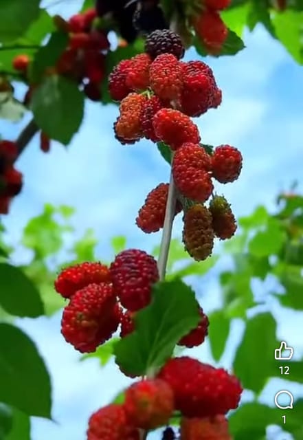 Indian Mulberry Fruit Bearing Live Plant