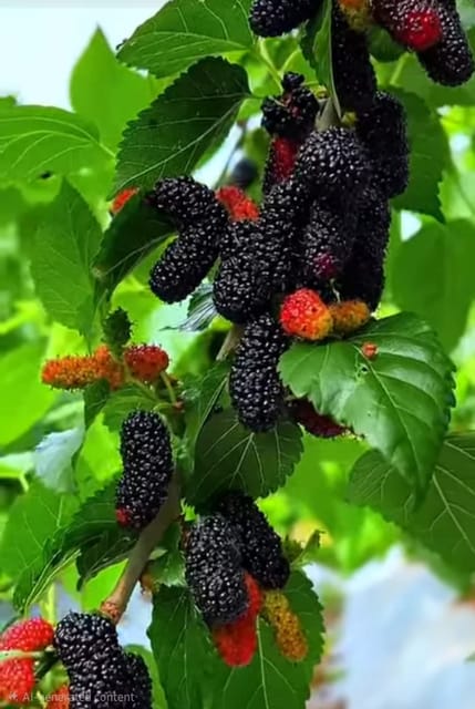 Indian Mulberry Fruit Bearing Live Plant