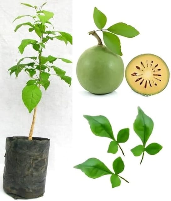 Thai Bilva Sapling Live Plant In Grow Bag