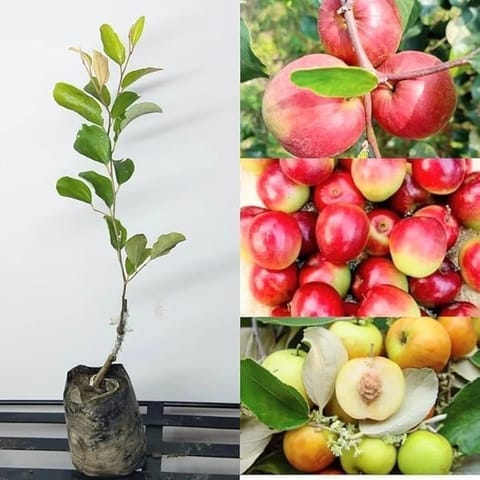 Red Sundari Apple Ber Jujibe Kul Grafted Fruit Plant (Height 1.5-2 Feetr) Fruits After 1 Year, Hybrid Variety Sweet, And Juicy Red-Skinned Fruits, 1 Healthy Fresh Plant For Home Garden
