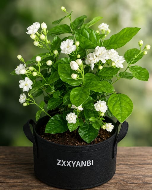 Rare  Double Patel (Arabian Jasmine) Jasmine/Bel Flowers Plant (Height 1.5-2 Feet) Jasmine Hybrid Variety Flower Plant | Pack Of -1| Fragrance: Sweet, Strong | Outdoor  Tree