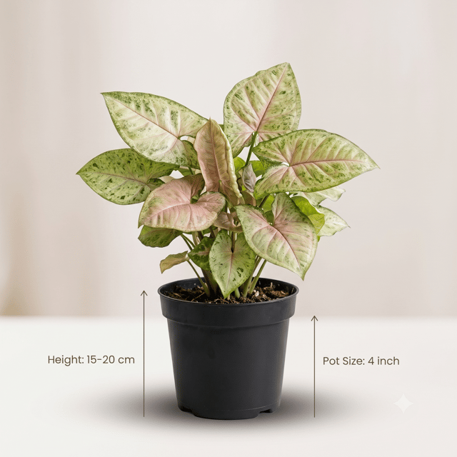 Arrowhead Plant Syngonium in Nursery Pot | Syngonium Podophyllum | Indoor Plant for Home & Office