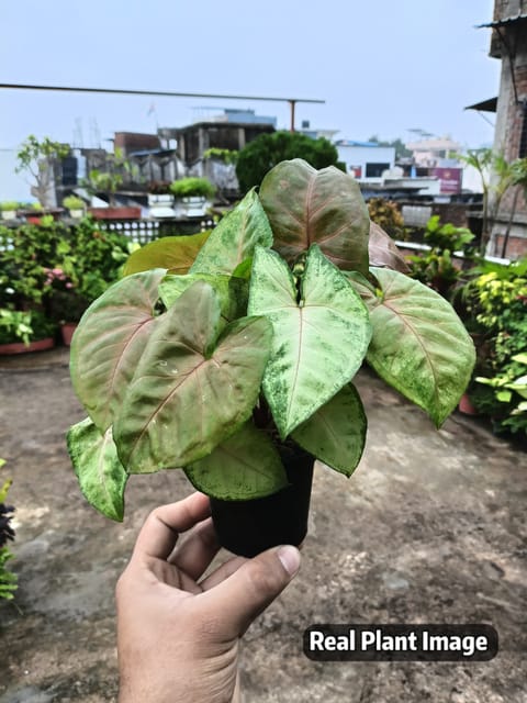 Arrowhead Plant Syngonium in Nursery Pot | Syngonium Podophyllum | Indoor Plant for Home & Office