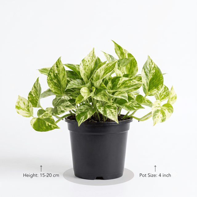 Marble Queen Pothos Plant in Nursery Pot | Marble Pothos | Epipremnum Aureum