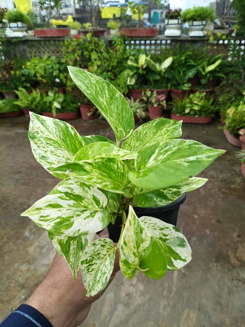 Marble Queen Pothos Plant in Nursery Pot | Marble Pothos | Epipremnum Aureum
