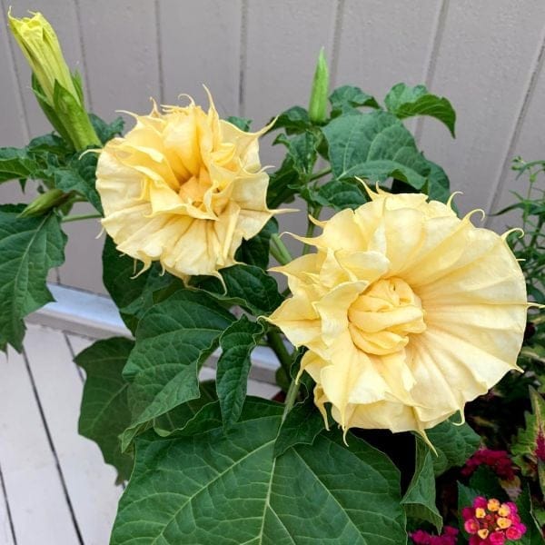 Yellow Datura Flower Plant