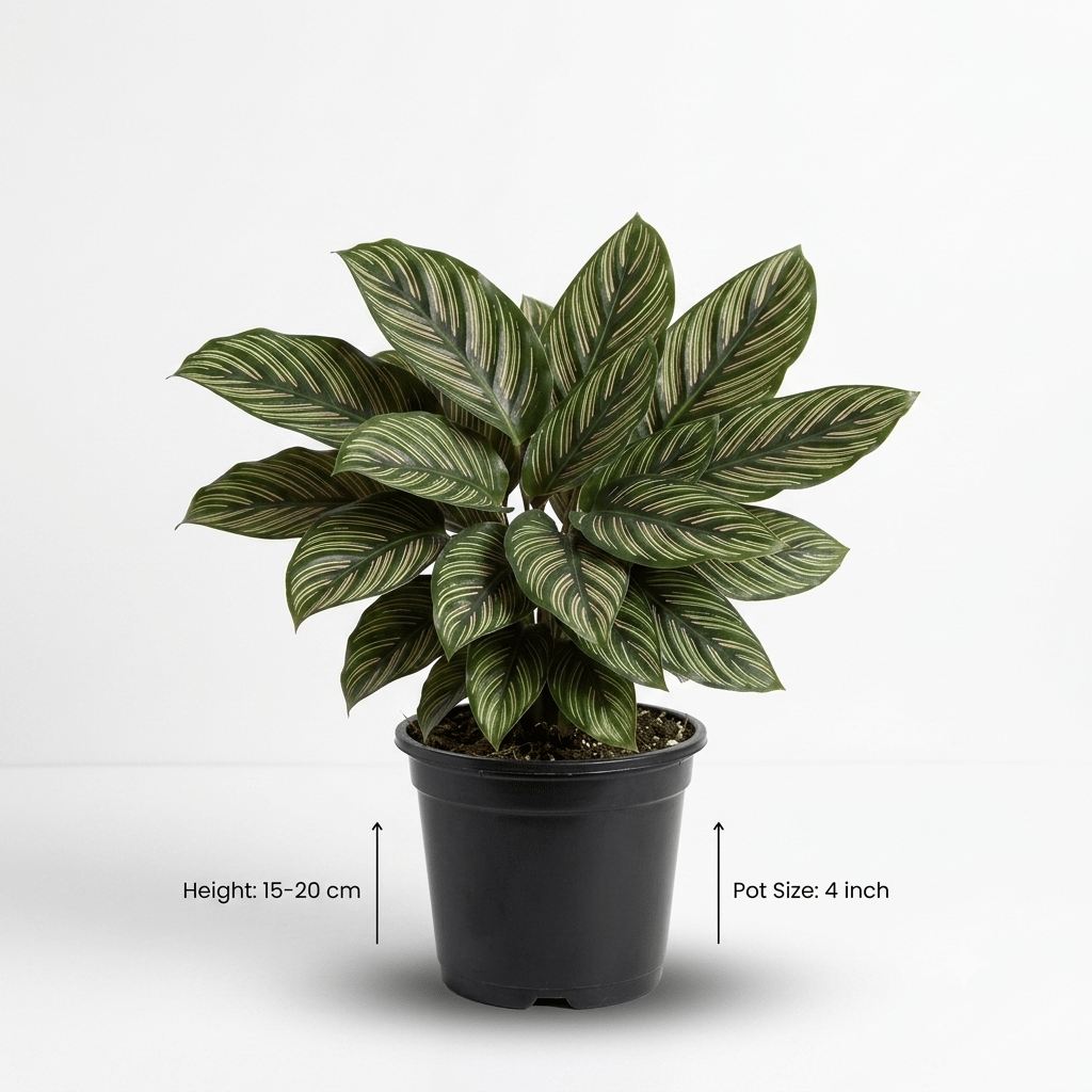 Calathea Ornata Pinstripe Plant in Nursery Pot | Pinstripe Calathea | Indoor Plant