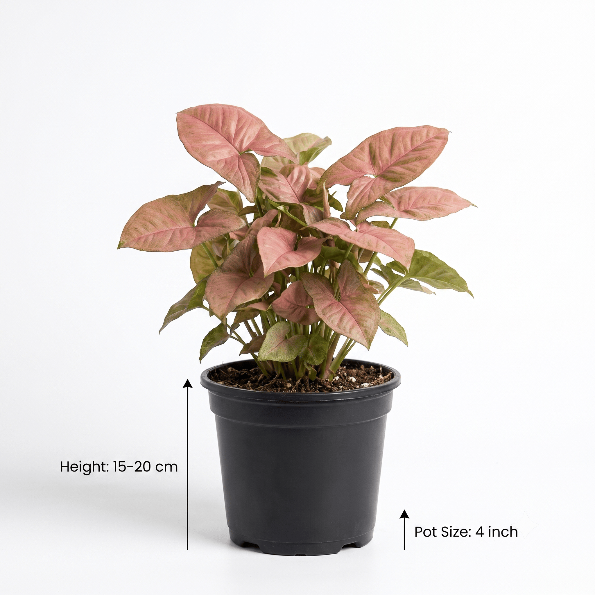 Pink Syngonium Plant | Syngonium Pink Plant in Nursery Pot | Indoor Foliage Plant