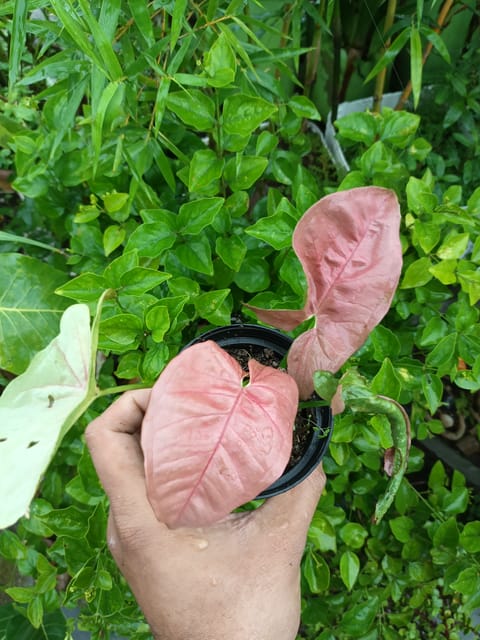 Pink Syngonium Plant | Syngonium Pink Plant in Nursery Pot | Indoor Foliage Plant