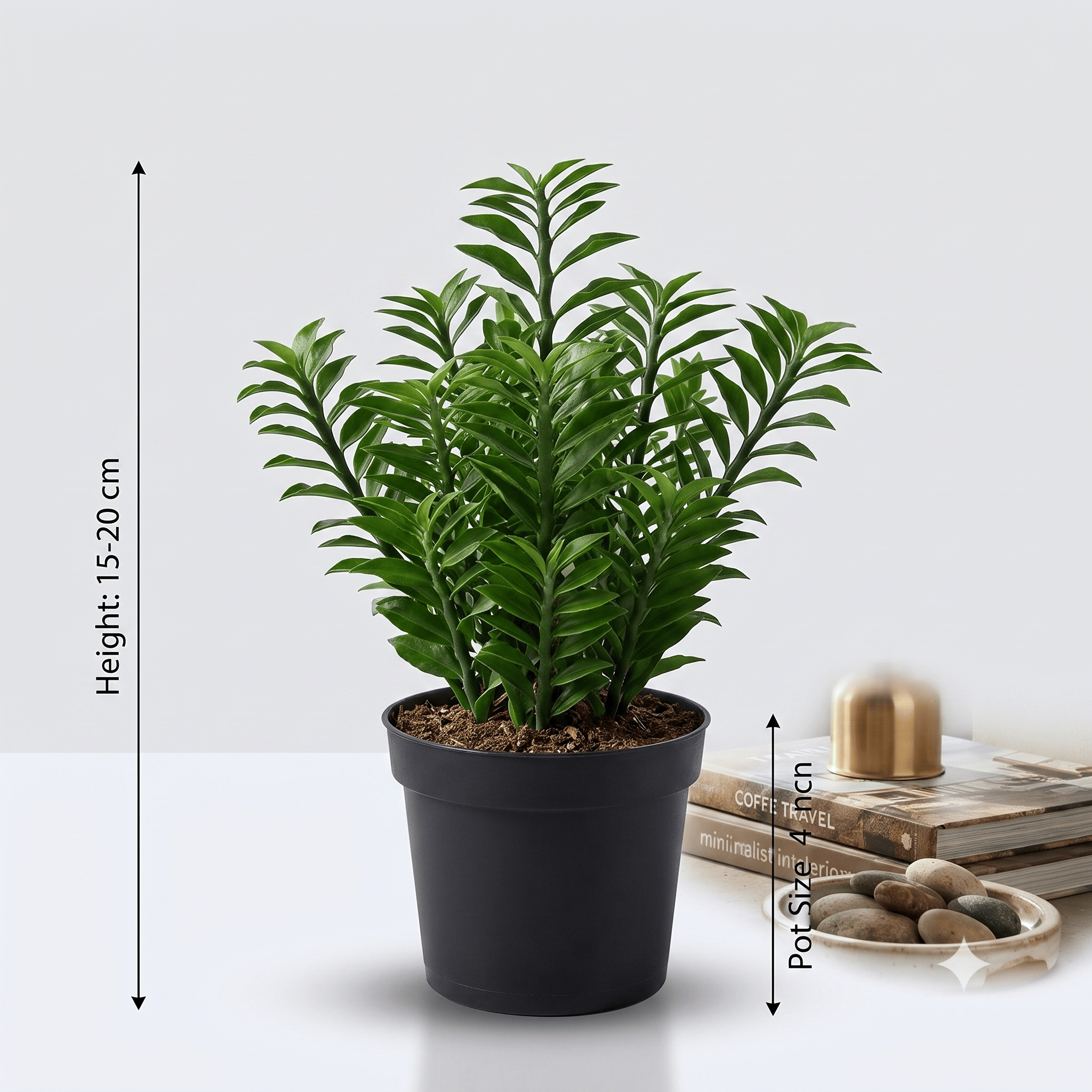 Devil’s Backbone Plant in Nursery Pot | Euphorbia Tithymaloides | Pedilanthus Plant