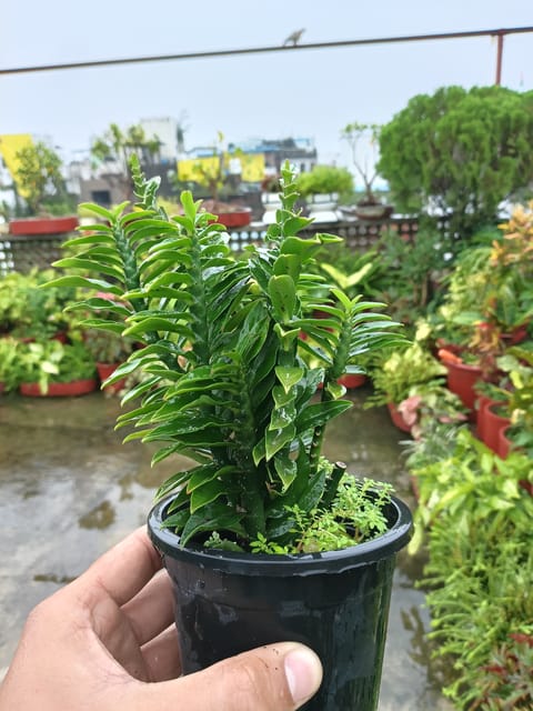 Devil’s Backbone Plant in Nursery Pot | Euphorbia Tithymaloides | Pedilanthus Plant