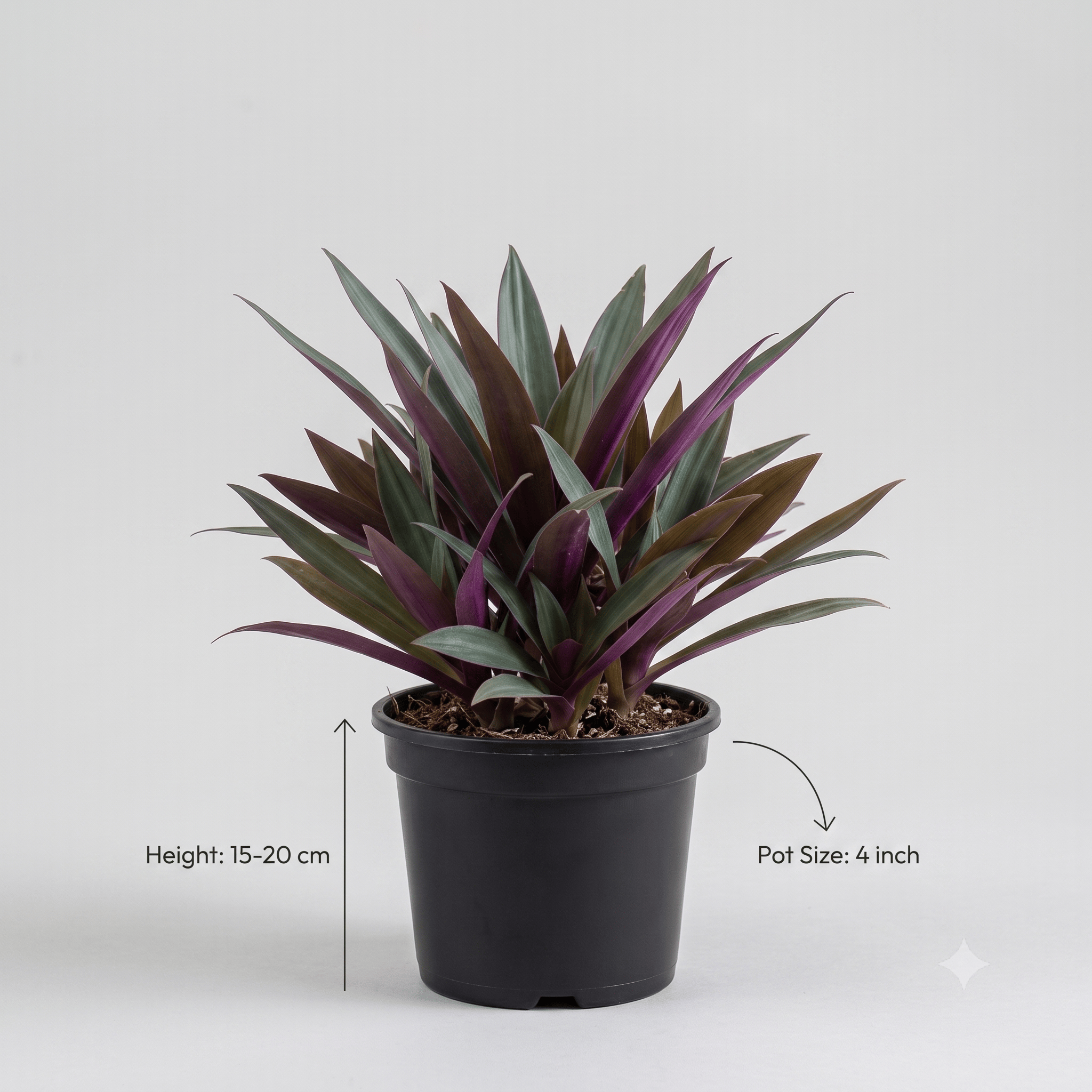 Moses-in-the-Cradle Plant in Nursery Pot | Tradescantia Spathacea | Indoor Plant