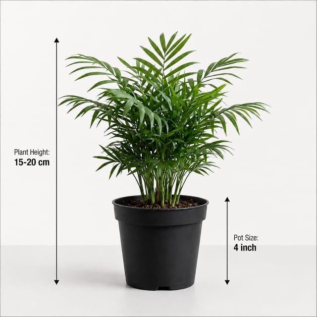 Parlour Palm Plant – Chamaedorea Elegans | Indoor Palm Plant