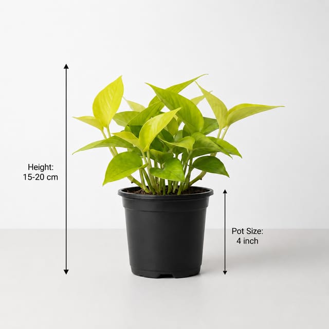 Golden Pothos Plant – Epipremnum Aureum | Easy-Care Indoor Money Plant