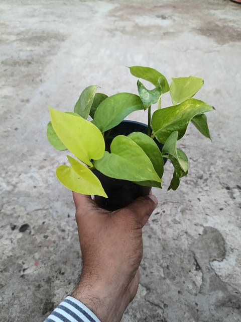 Golden Pothos Plant – Epipremnum Aureum | Easy-Care Indoor Money Plant