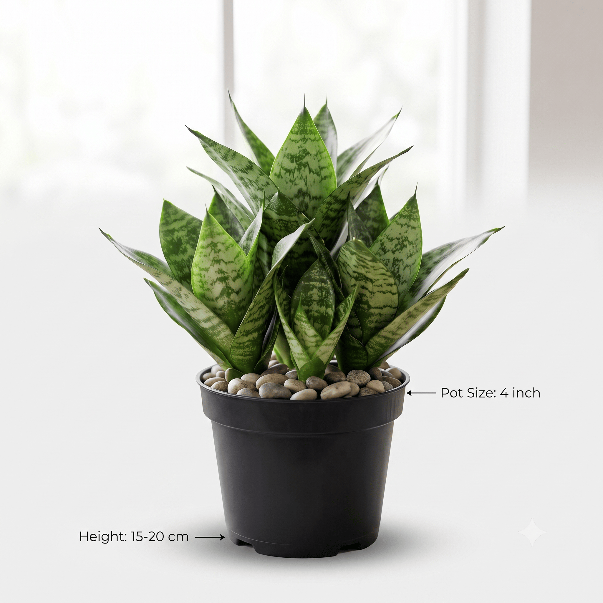 Snake Plant – Sansevieria Trifasciata | Indoor Air Purifying Plant
