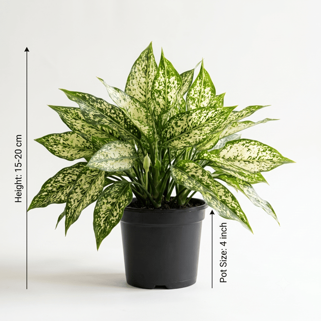 Aglaonema Snow White Plant | Chinese Evergreen Plant | Indoor Plant for Home & Office