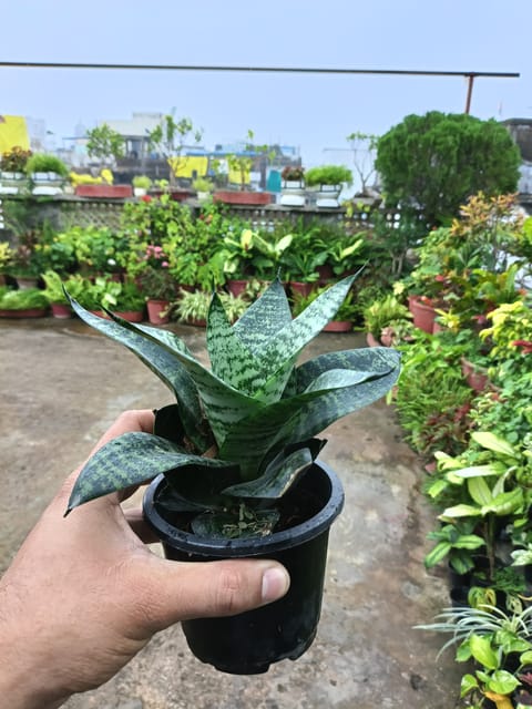 Snake Plant – Sansevieria Trifasciata | Indoor Air Purifying Plant