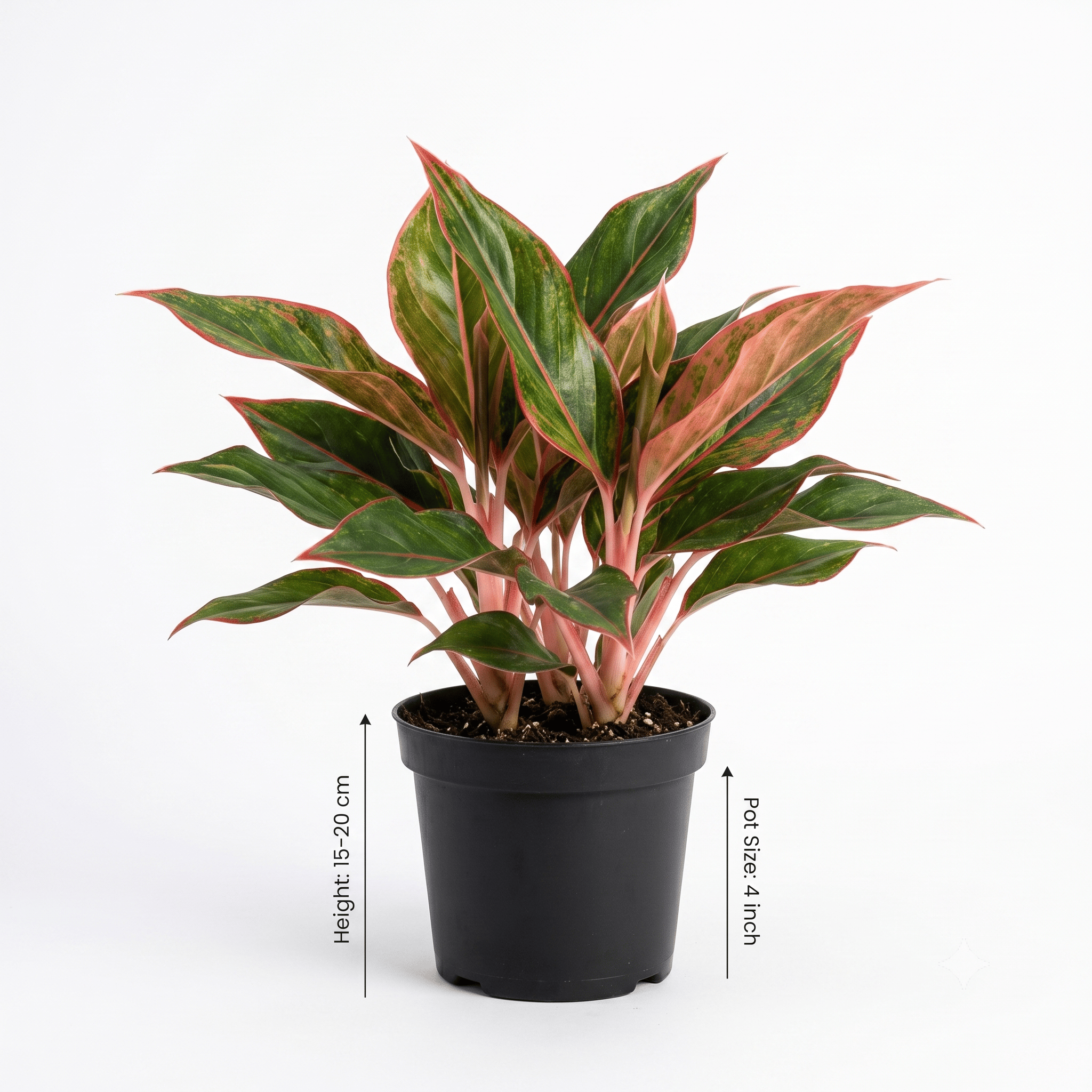 Aglaonema Lipstick Plant – Red Aglaonema Chinese Evergreen Indoor Plant for Home