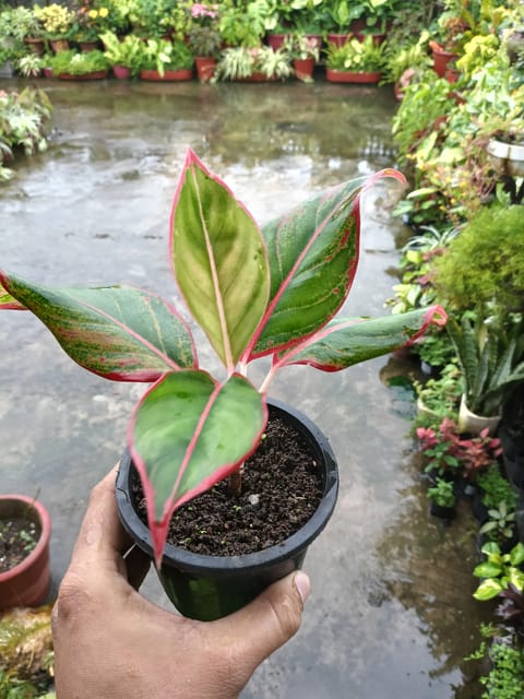 Aglaonema Lipstick Plant – Red Aglaonema Chinese Evergreen Indoor Plant for Home