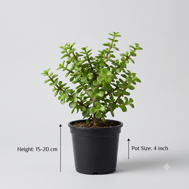 Jade Plant – Lucky Jade Tree Indoor Plant for Home & Office | Easy-Care Succulent